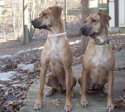 Ruby (pink collar) and her mom Foosa (green collar)