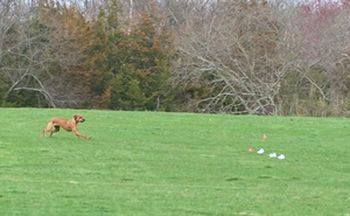 emma lure coursing